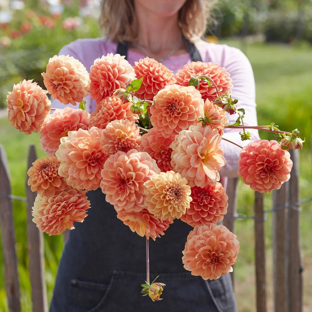 VEGSOW Decorative Dahlia Tubers - Apricona Variety