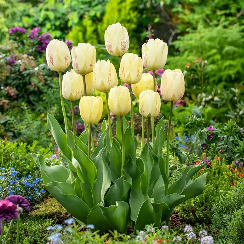 VEGSOW Ivory Floradale Tulip Bulbs - Classic Ivory Spring Flowering Bulbs
