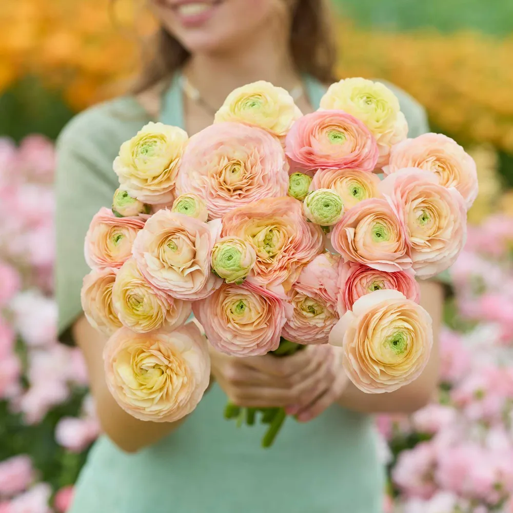 VEGSOW Romance Salerno Ranunculus Bulbs - High-Vitality Flower Corms