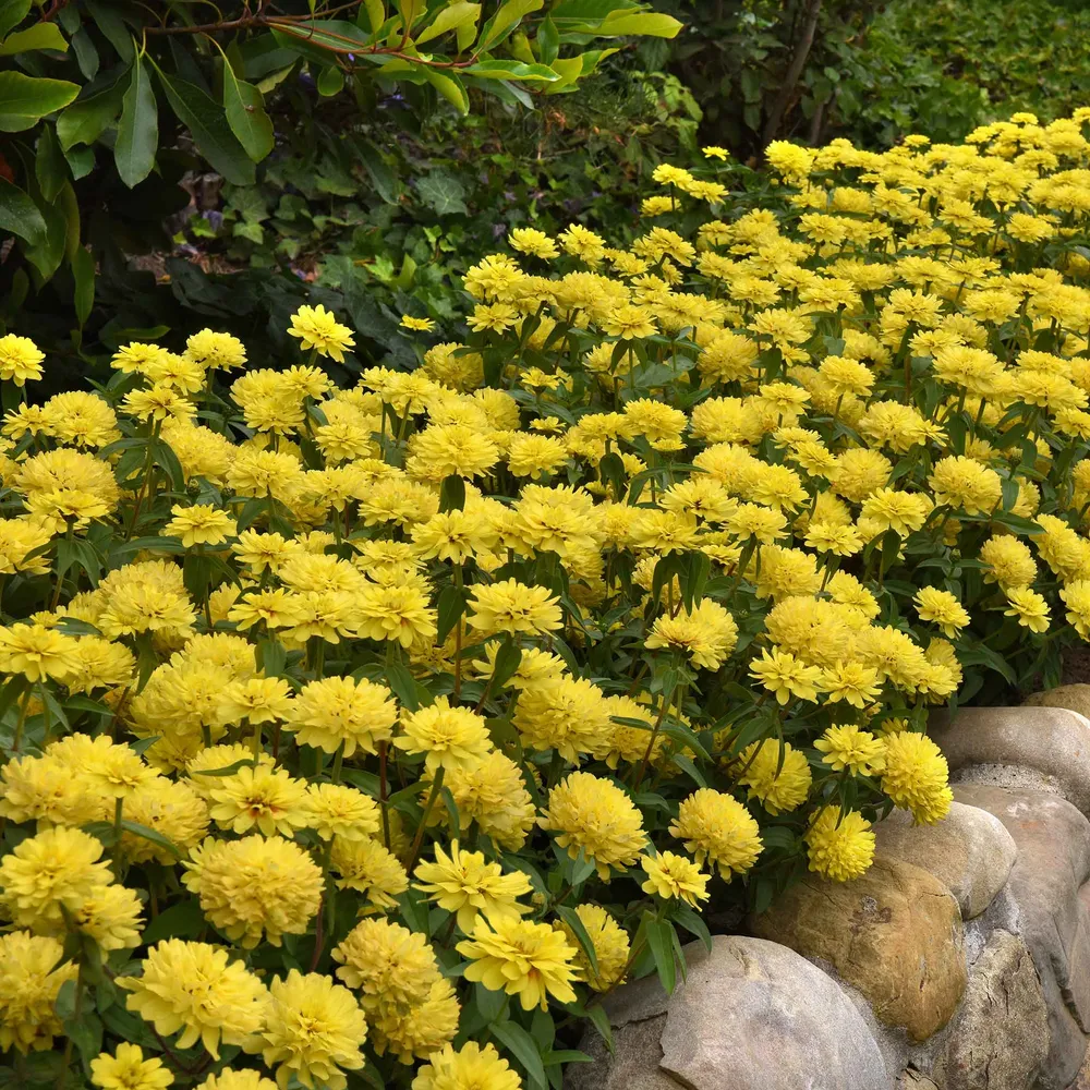 VEGSOW Zahara Double Yellow Zinnia Seeds - Double Petal Annual Flower Seeds