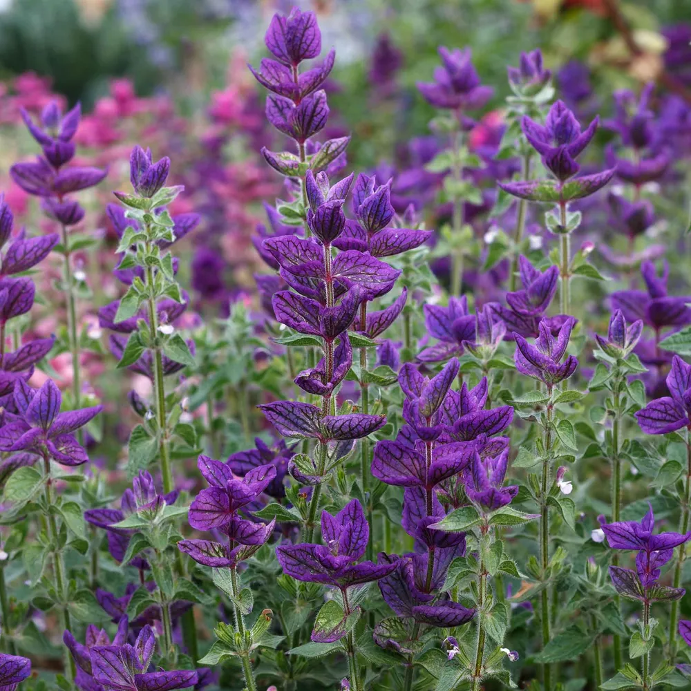 VEGSOW Clary Sage Seeds - Blue Monday Heirloom Flower Seeds