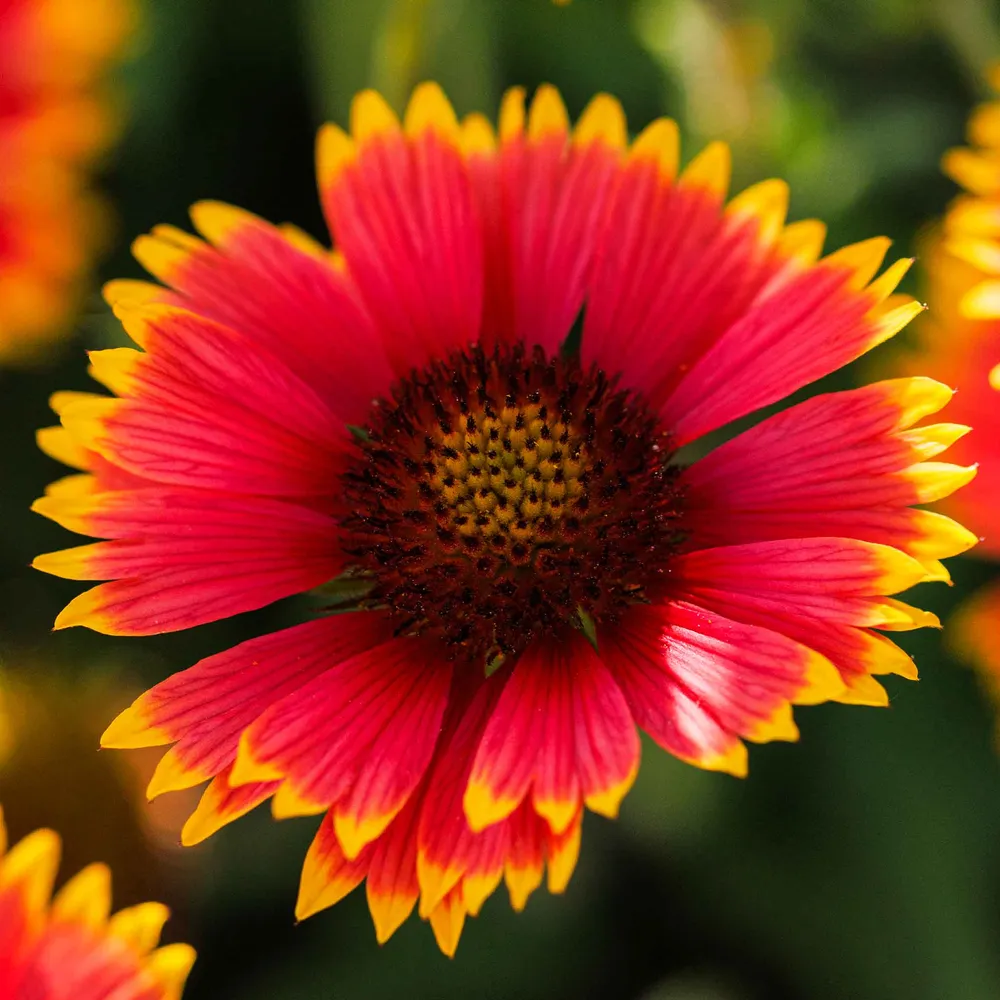 VEGSOW Indian Blanket Seeds Mix - Diverse Wildflower Variety Pack