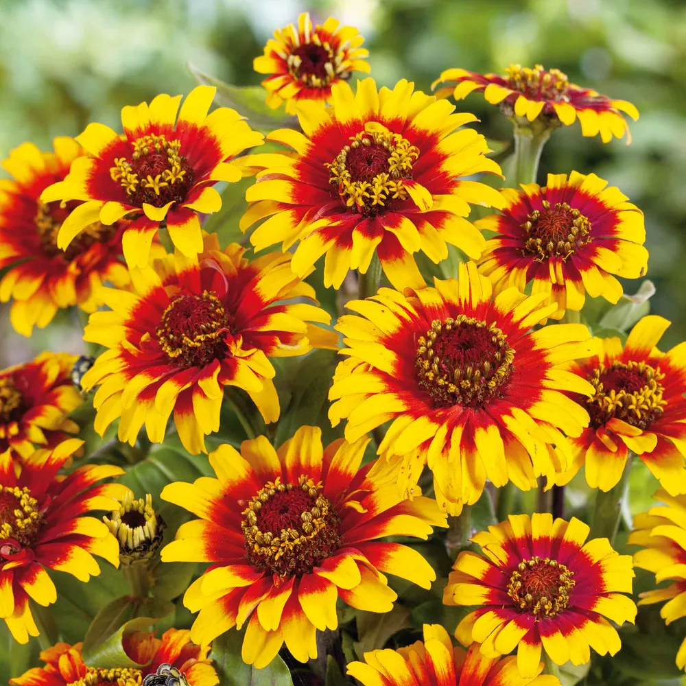 VEGSOW Sombrero Zinnia Seeds - Vibrant Annual Flower Seeds for Garden Landscapes