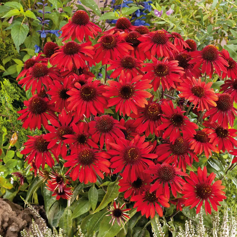 VEGSOW Echinacea Roots - Sombrero Salsa Red