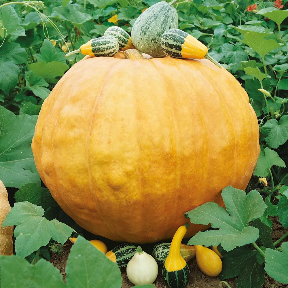 VEGSOW Big Max Pumpkin Seeds - Large Heirloom Variety