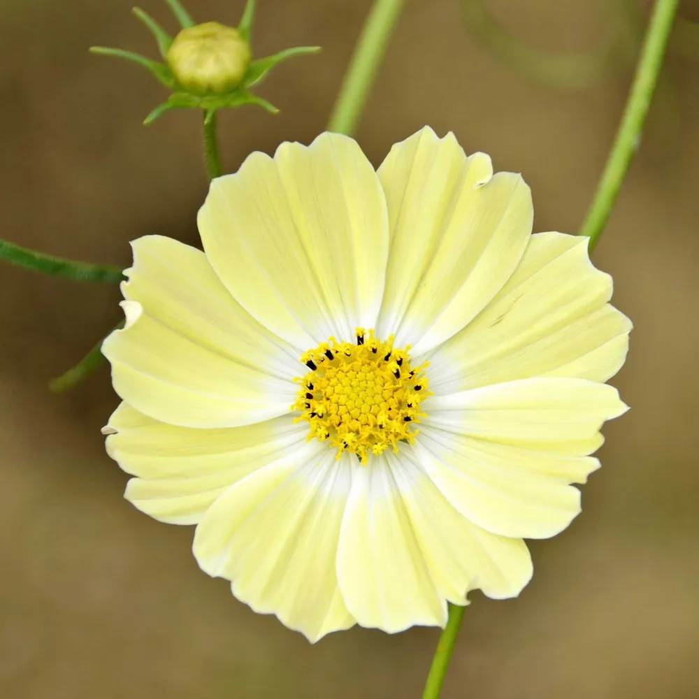 Cosmos Seeds - Xanthos Flower Variety Pack