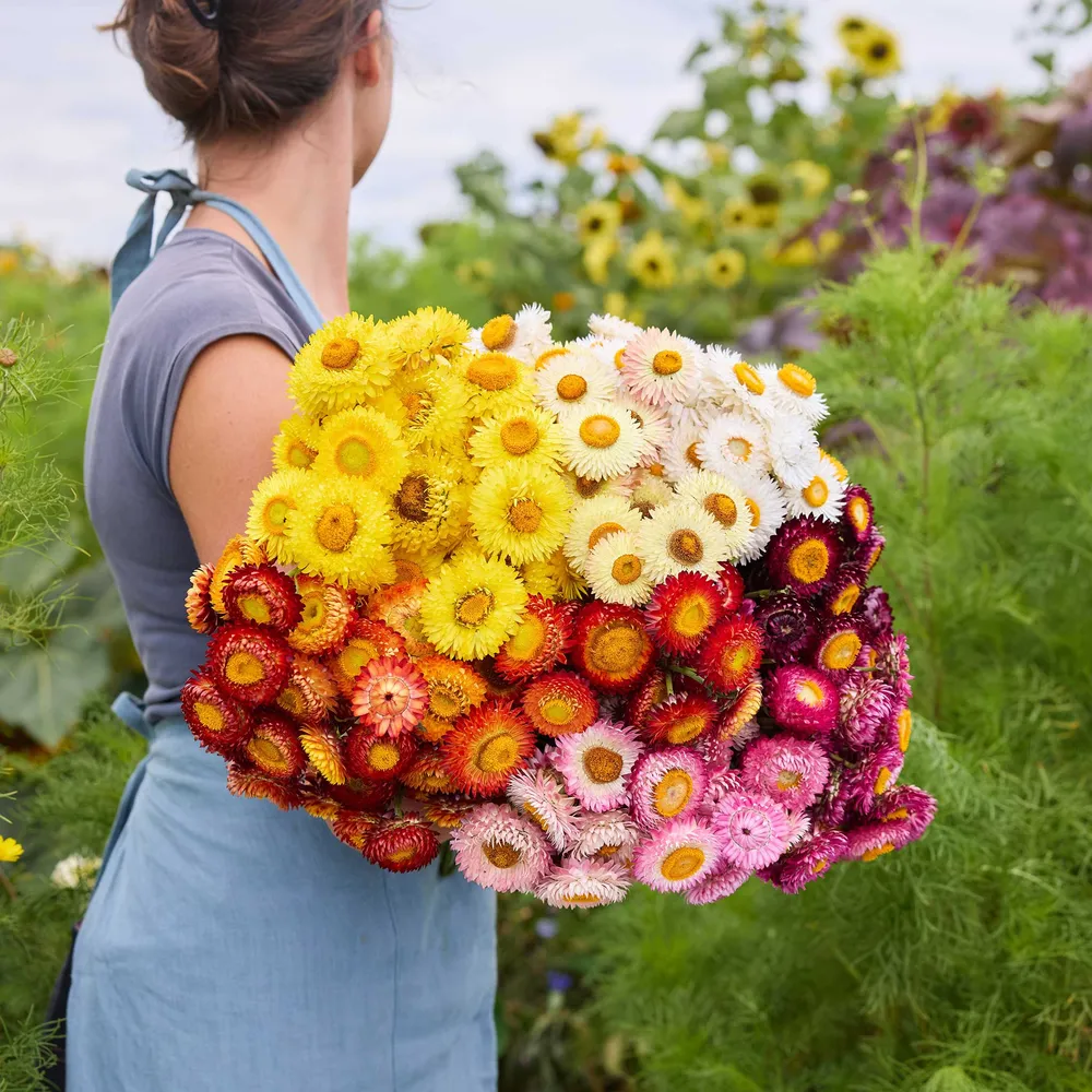 VEGSOW Strawflower Bundle - Signature Blooms