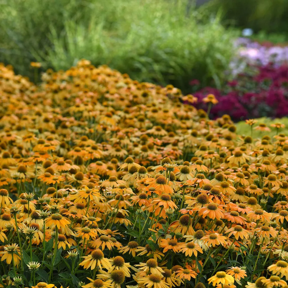 VEGSOW Coneflower Seeds - Artisan Yellow Ombre