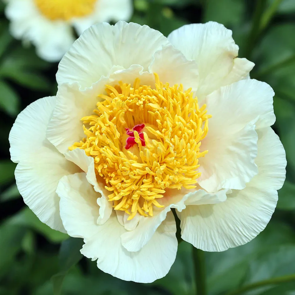 Jan Van Leeuwen Peony Roots - Bare Root Perennial Flower Starts