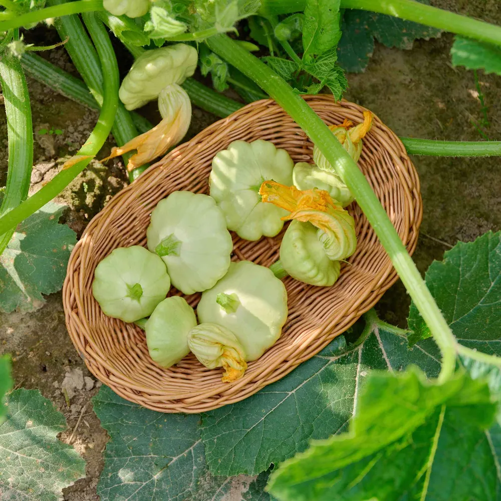 VEGSOW Bennings Green Tint Scallop Summer Squash Seeds