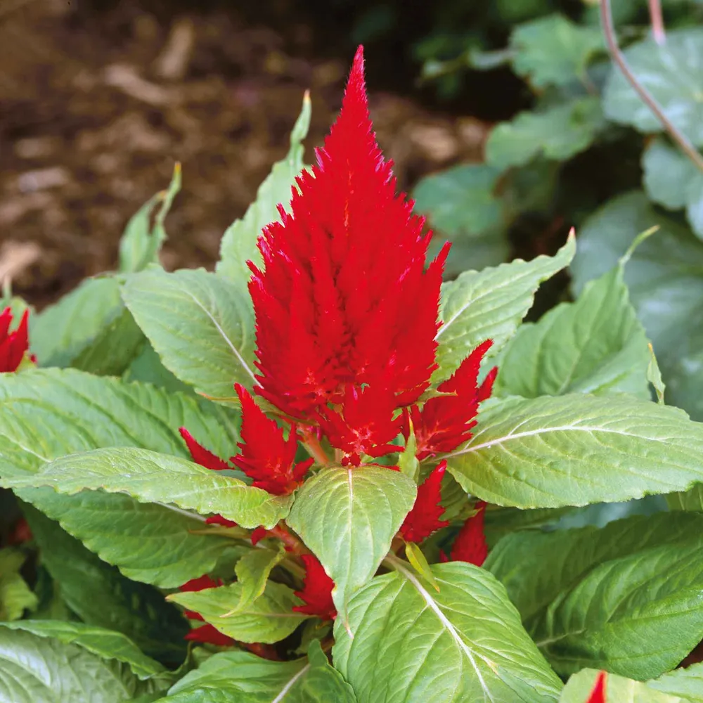 Scarlet Plume Celosia Seeds - Vibrant Red Annual Flower Seeds