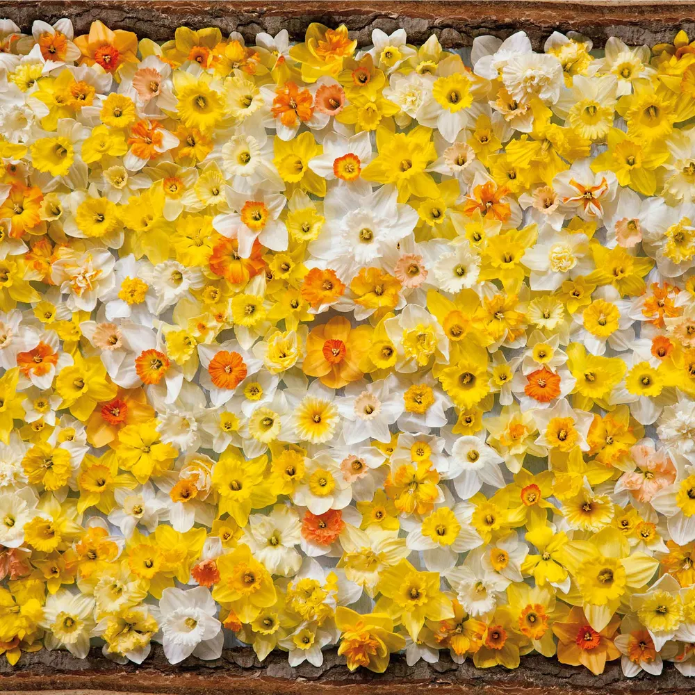 VEGSOW Daffodil Bulbs - All Star Mix, Spring Flowering Perennial Flower Bulbs