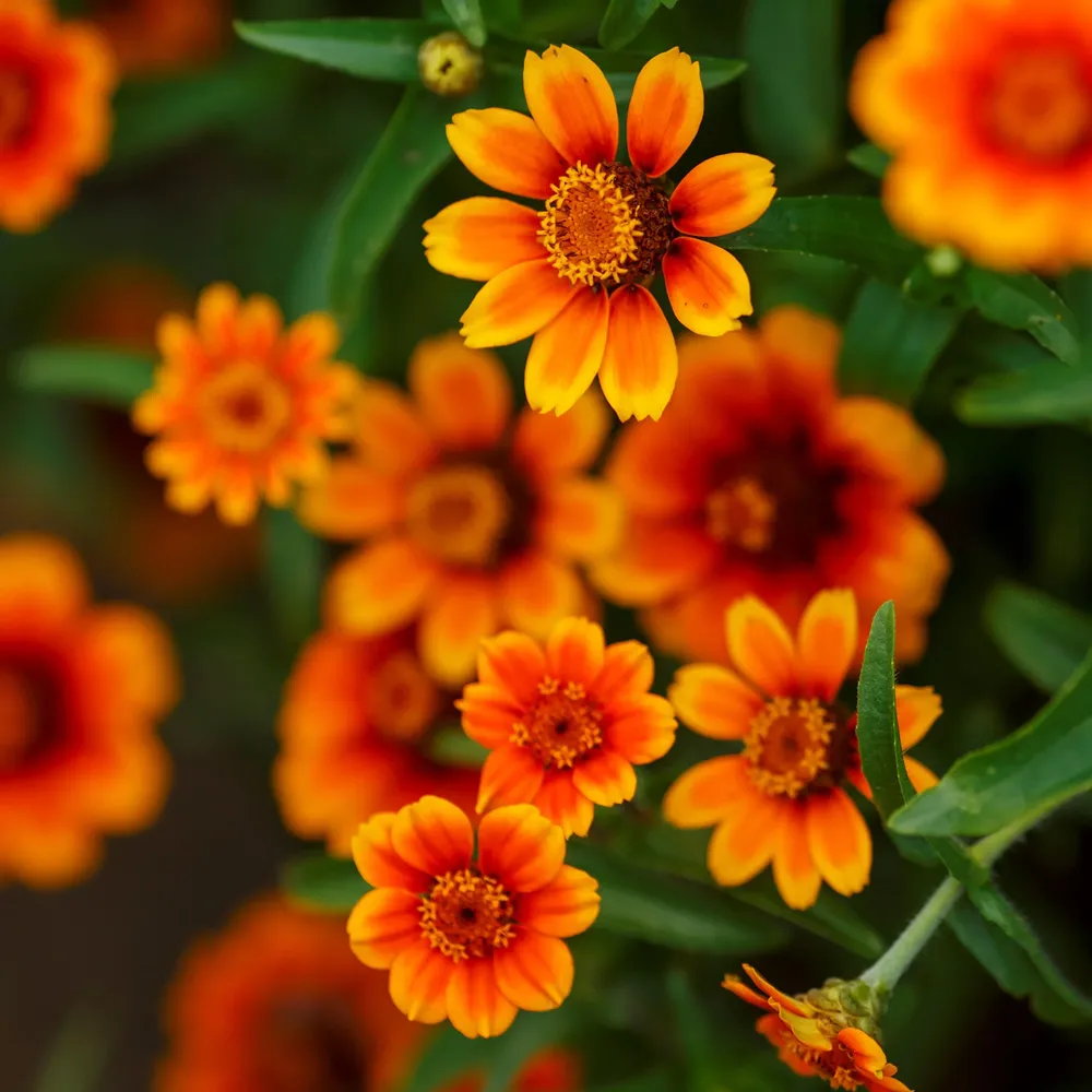 VEGSOW Chippendale Daisy Zinnia Seeds - Tall Heirloom Flower Variety