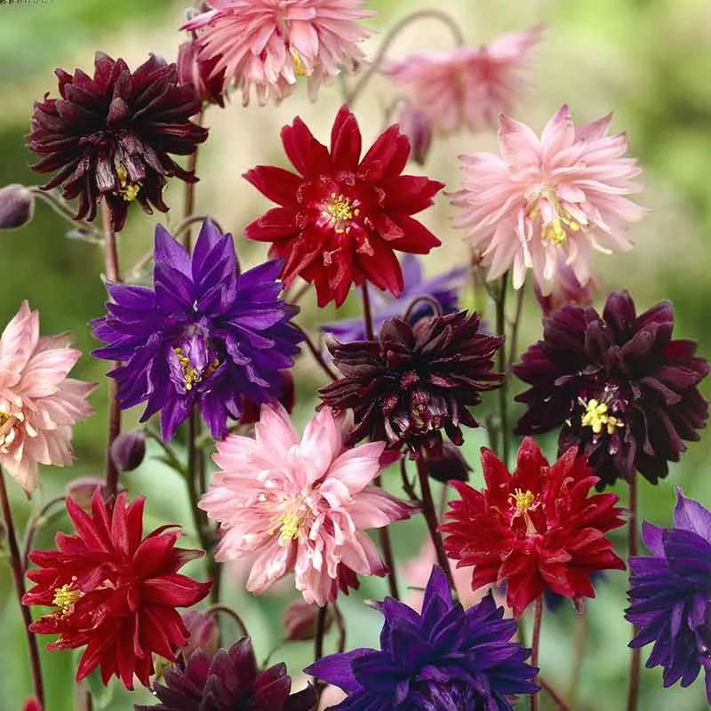 Columbine Seeds - Barlow Mix Perennial Flower Seeds
