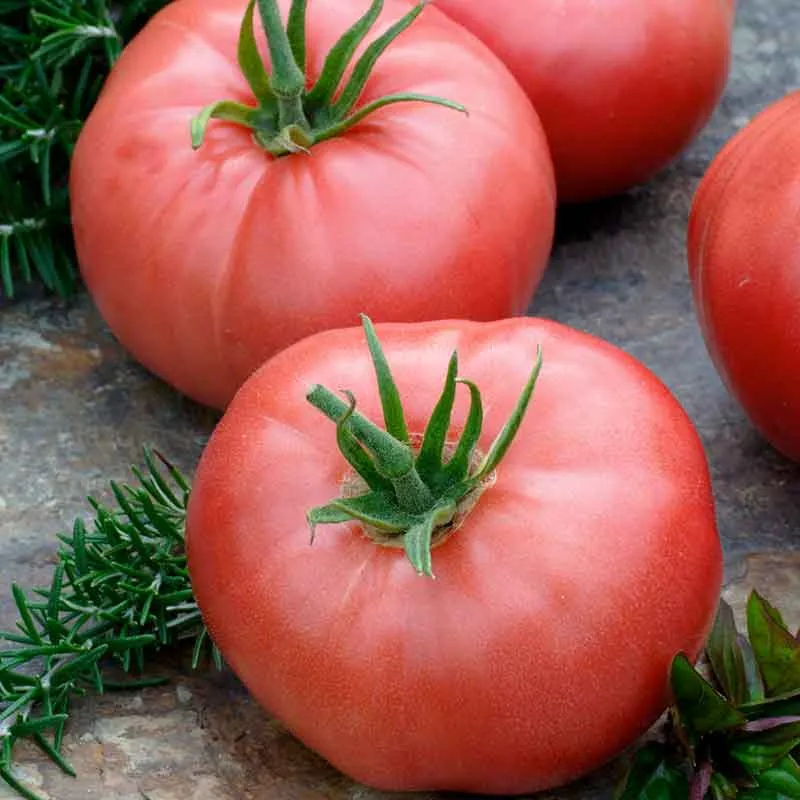 VEGSOW Brandywine Pink Heirloom Tomato Seeds - Non-GMO Vegetable Seeds