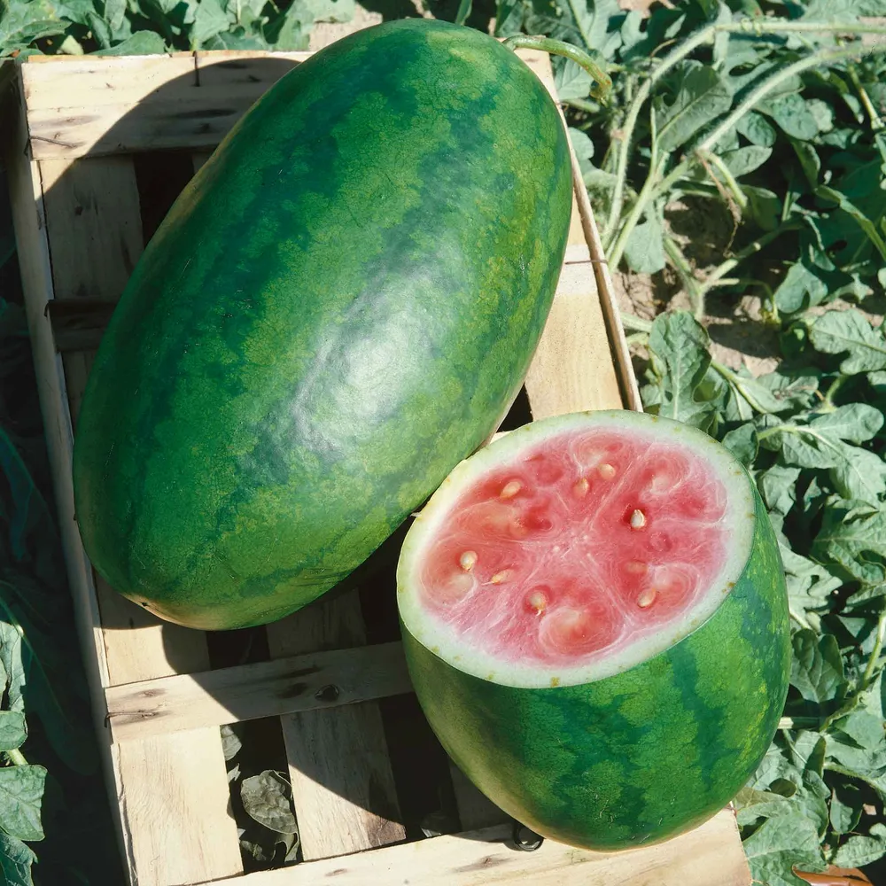 Congo Watermelon Seeds - Heirloom Garden Vegetable Seeds