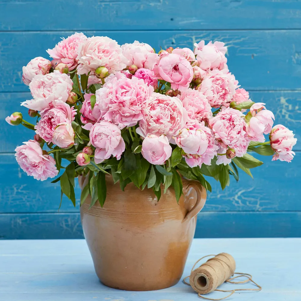 VEGSOW Sarah Bernhardt Peony Roots - Bare Root Perennial Flower Bulbs