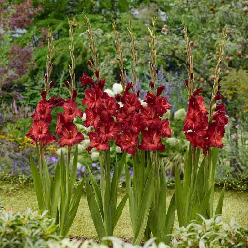 VEGSOW Chocolate Gladiolus Flower Bulbs - Unique Dark Floral Variety
