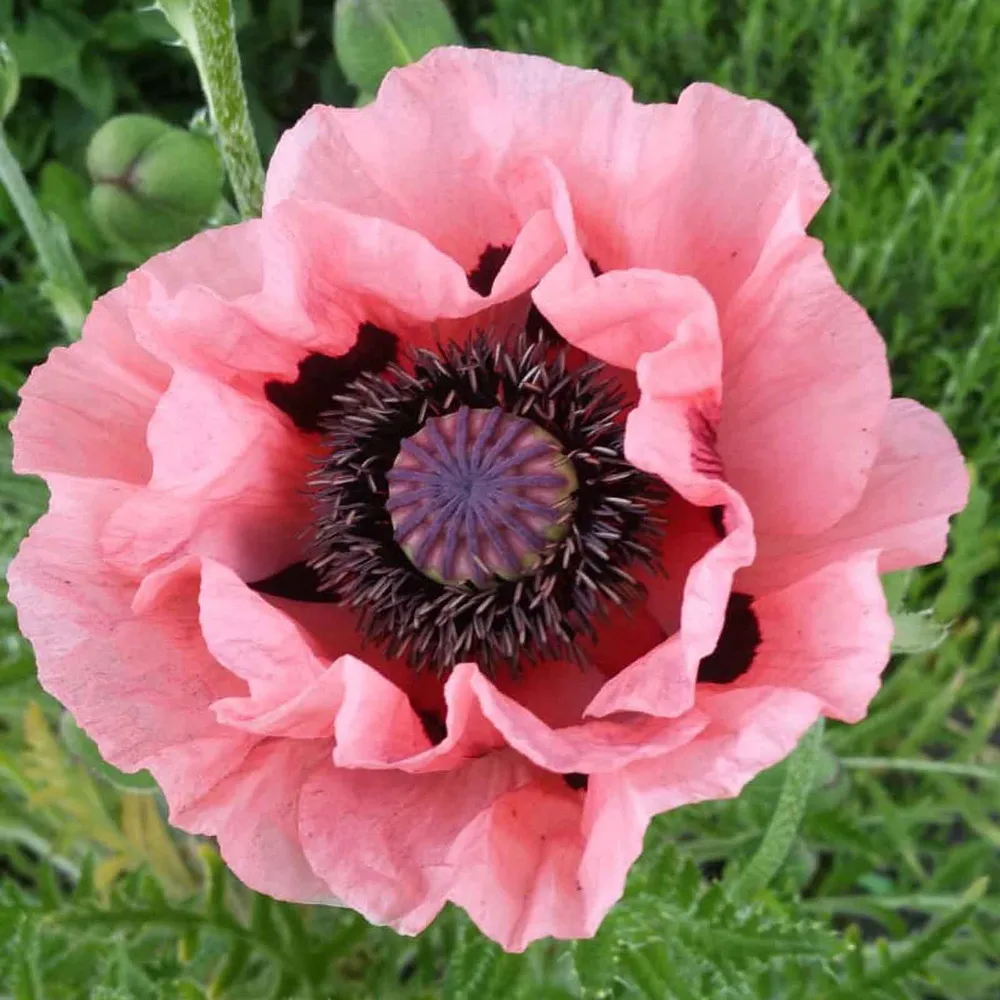 VEGSOW Oriental Poppy Seeds - Princess Victoria Louise