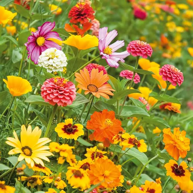 VEGSOW Orange Sherbet Flower Seed Mix - Vibrant Annual Garden Seeds