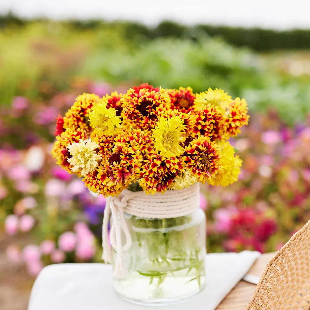VEGSOW Blanket Flower Seeds - Sundance Gaillardia Aristata