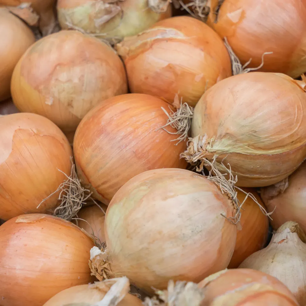 VEGSOW Yellow Sweet Spanish Onion Seeds - Organic Heirloom Vegetable Seeds