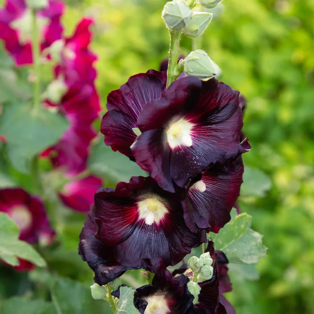 VEGSOW Hollyhock Seeds - Nigra (Alcea rosea)