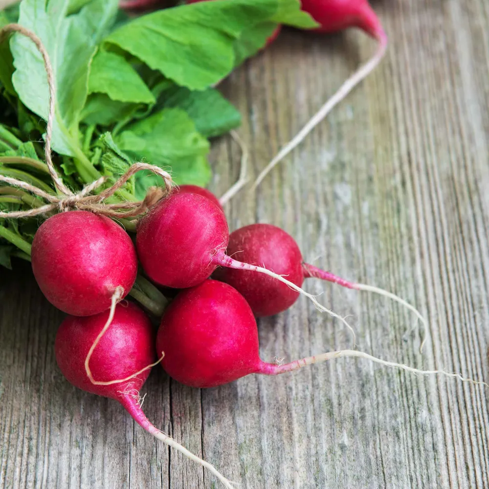 VEGSOW Champion Radish Seeds - Heirloom Vegetable Planting Seeds