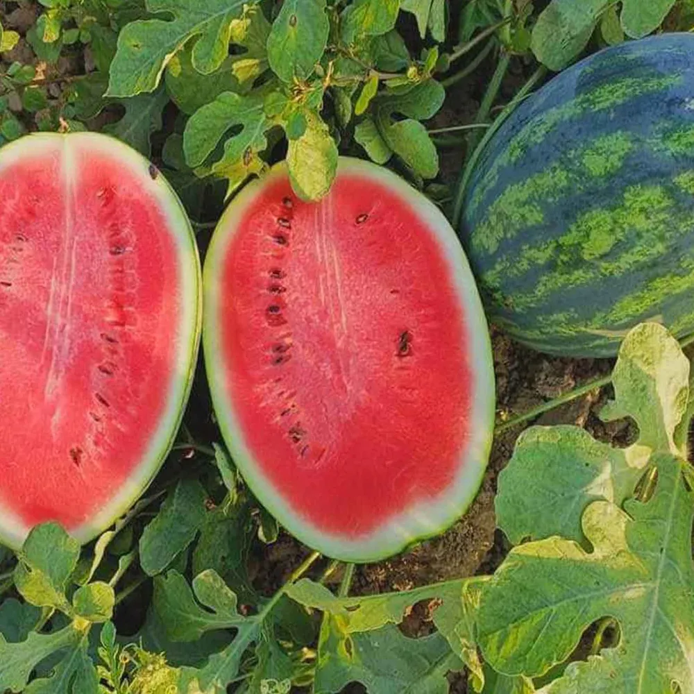 VEGSOW All Sweet Watermelon Seeds - Heirloom Vegetable Seeds for Home Gardening