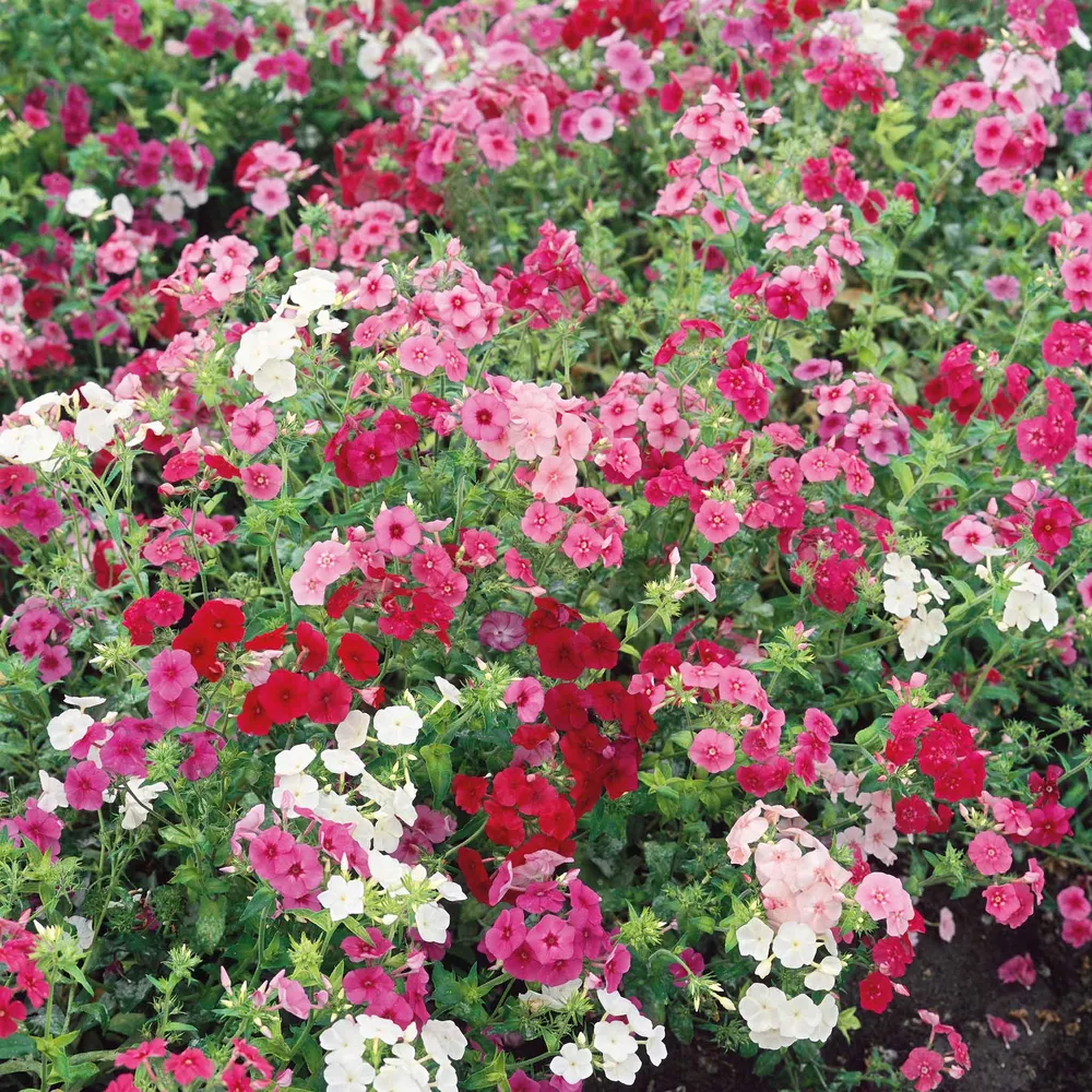 VEGSOW Annual Phlox Seeds - Dwarf Mix