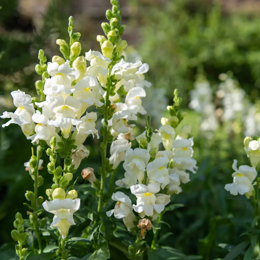 VEGSOW Snapdragon Seeds - Snowflake