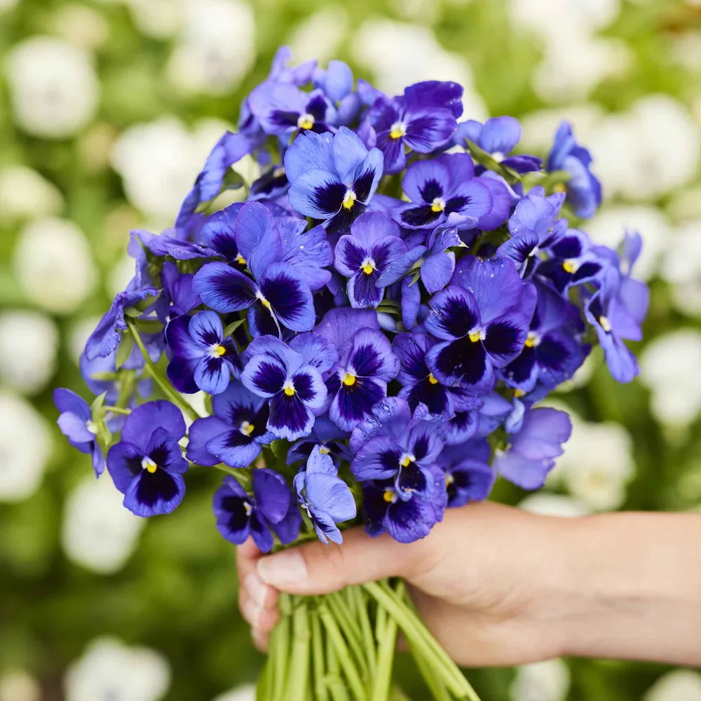 VEGSOW Swiss Giants Ullswater Pansy Seeds - Large Flowered Heirloom Variety