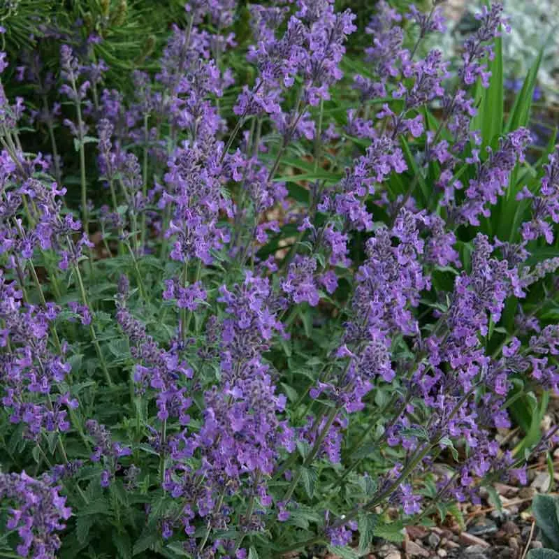 VEGSOW Catmint Seeds - Blue Nepeta Cataria Herb Seeds for Indoor and Outdoor Planting