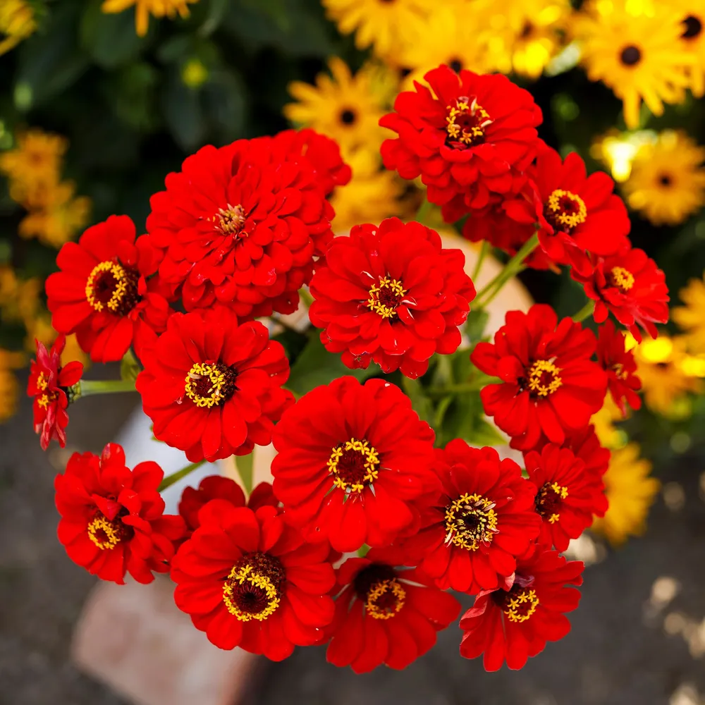VEGSOW Scarlet Flame Zinnia Seeds - Vibrant Annual Garden Flowers