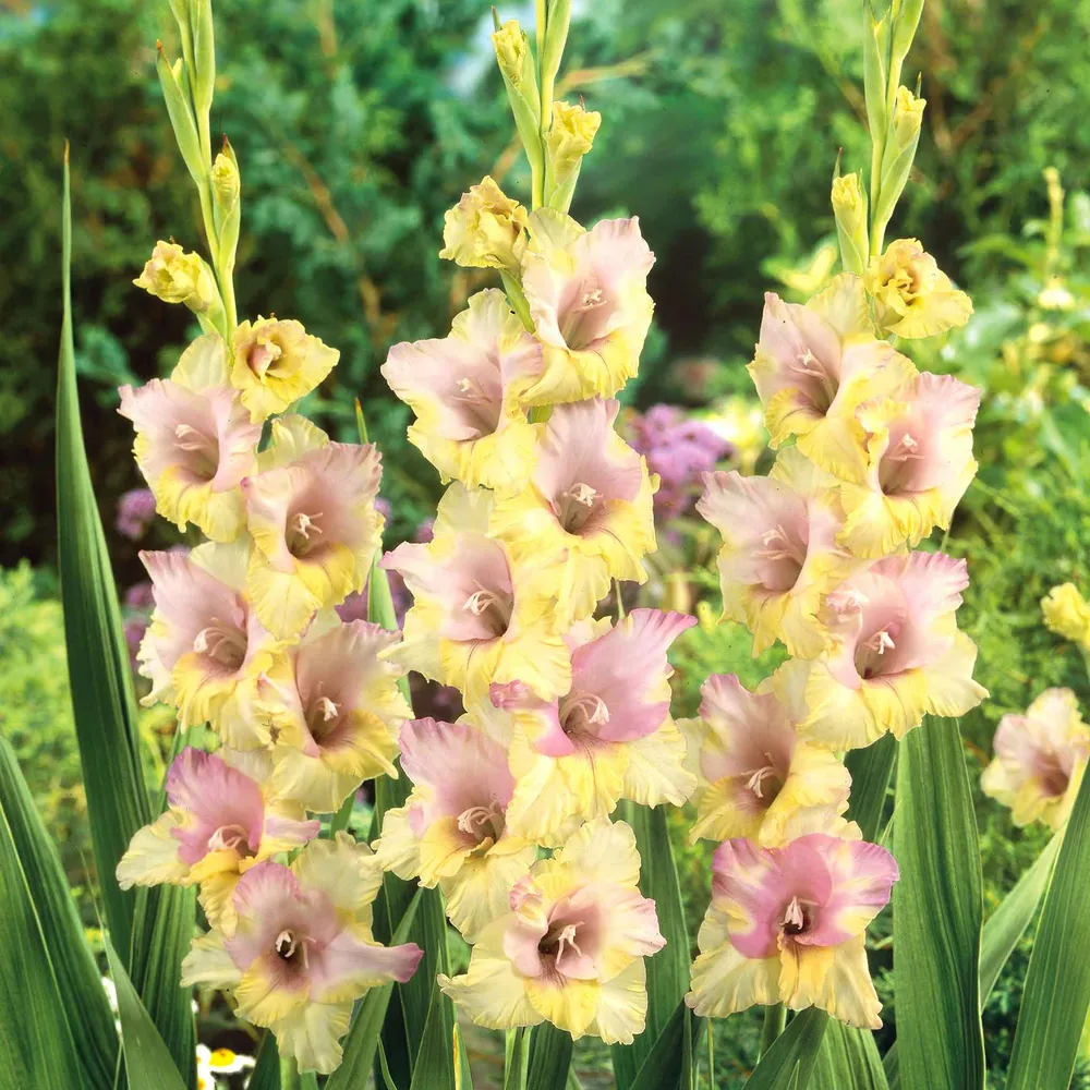 Gladiolus Flower Bulbs - Mon Amour Variety