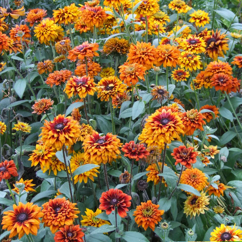 VEGSOW Black Eyed Susan Seeds - Cherokee Sunset