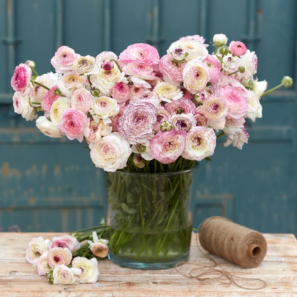 VEGSOW White Picotee Ranunculus Bulbs - Elegant Spring Flowering Perennials