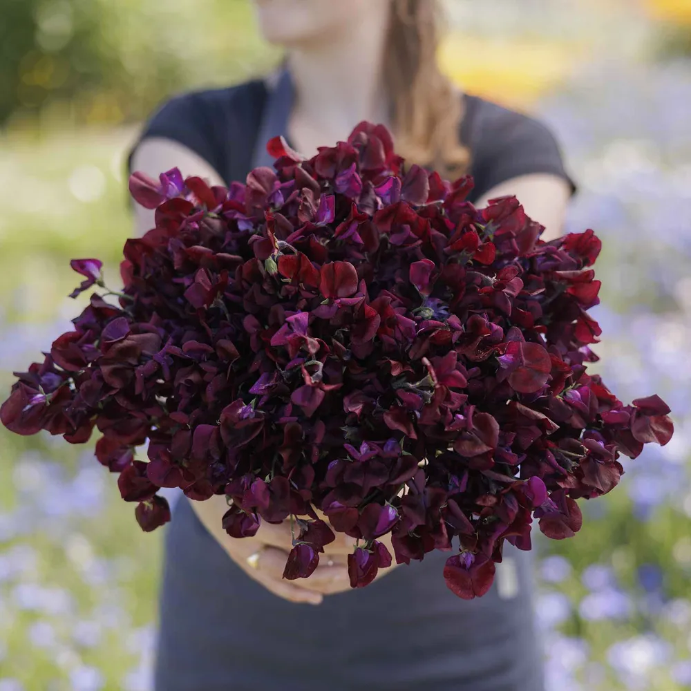 Royal Maroon Sweet Pea Seeds - Heirloom Climbing Flower Variety