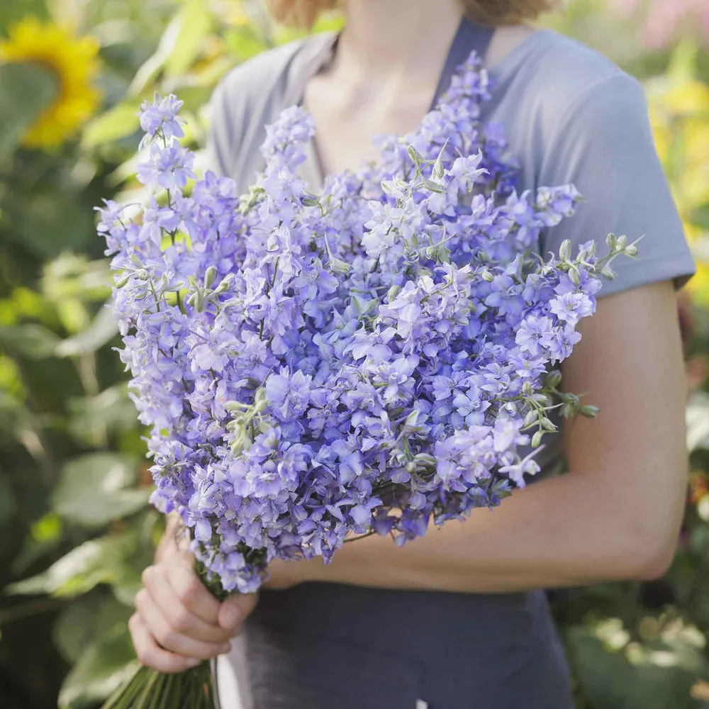 VEGSOW Delphinium Seeds - Blue Bell Perennial Flower Seeds