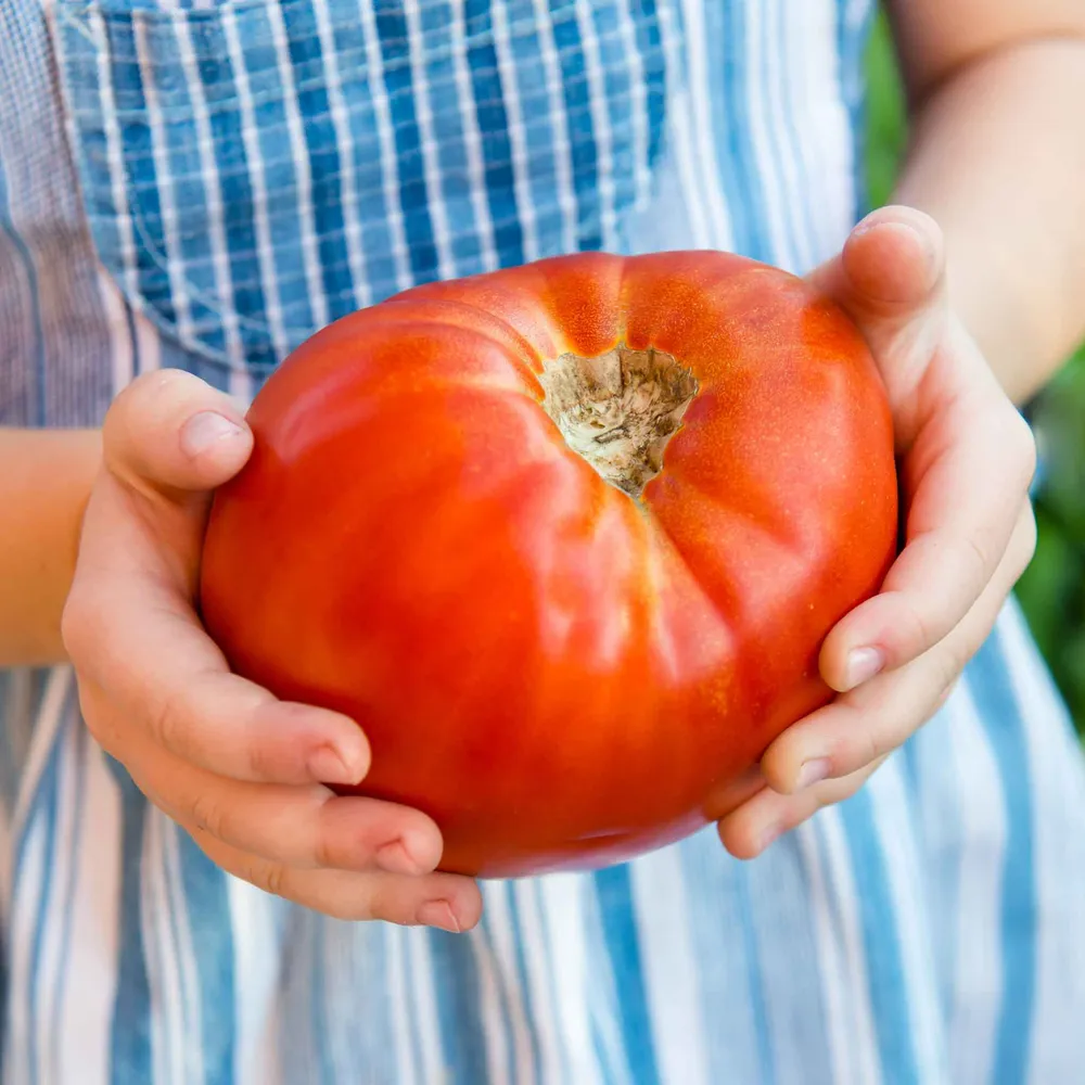 VEGSOW Supersteak Hybrid Tomato Seeds - Large Beefsteak Variety