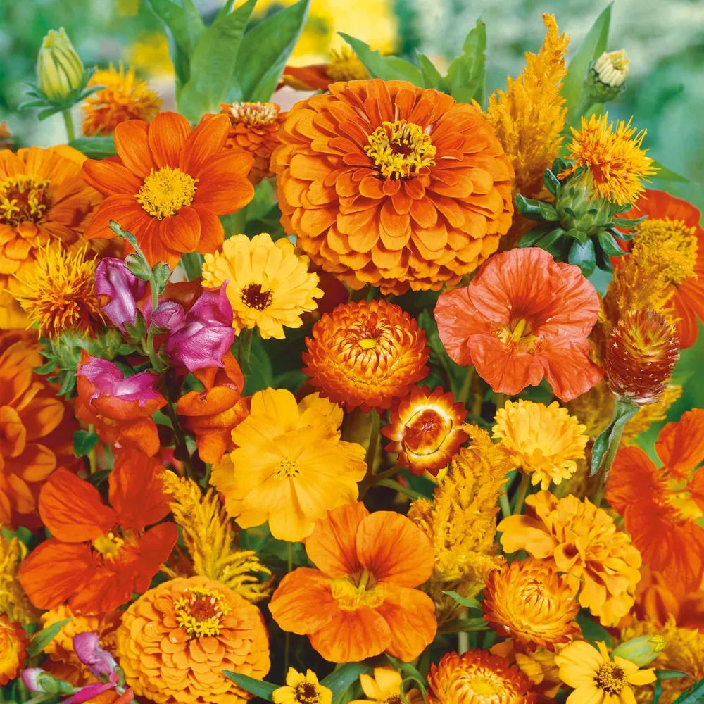 VEGSOW Orange Flower Seed Mix - Vibrant Pollinator-Friendly Garden Seeds