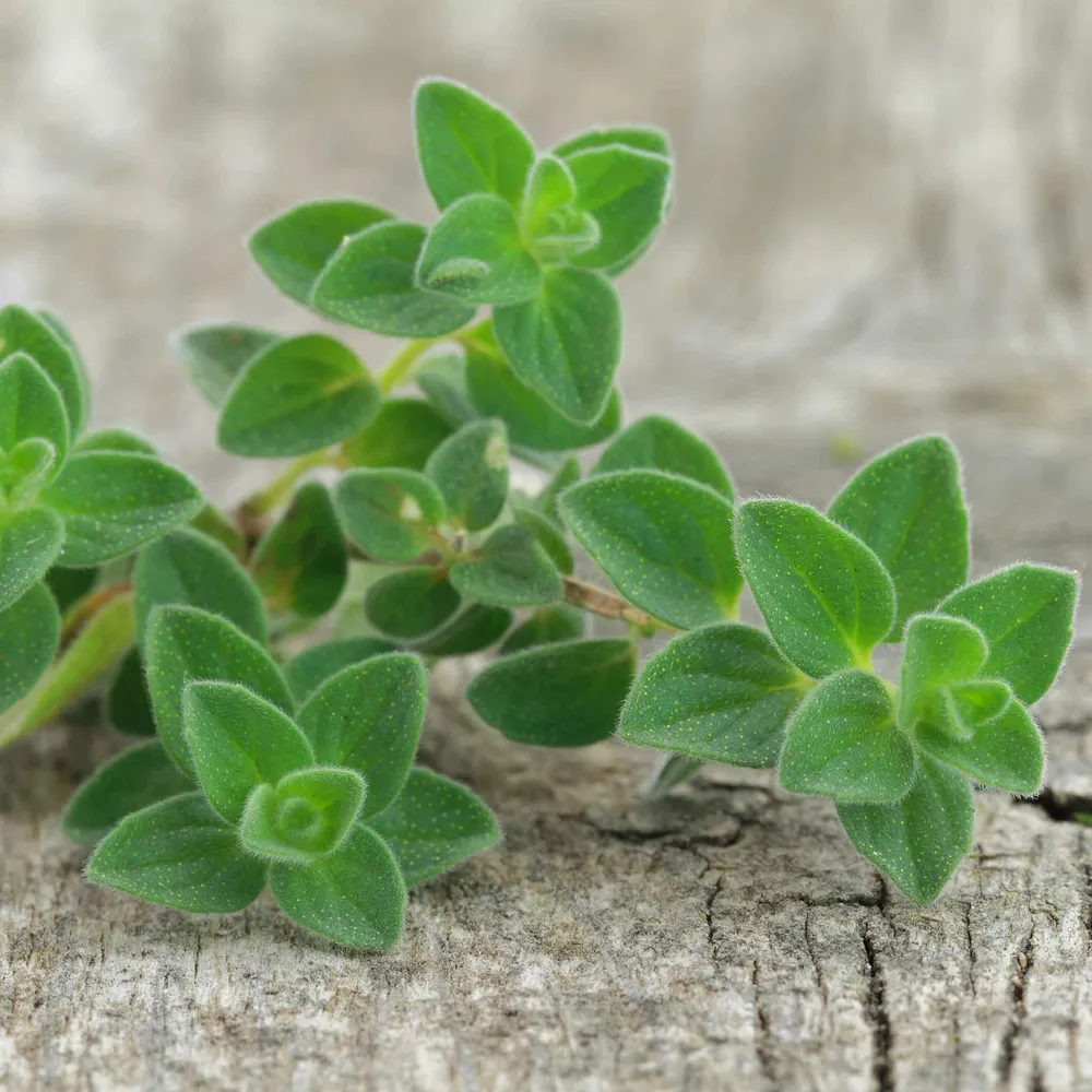 VEGSOW Greek Oregano Seeds - Heirloom Herb Seeds for Home Gardening