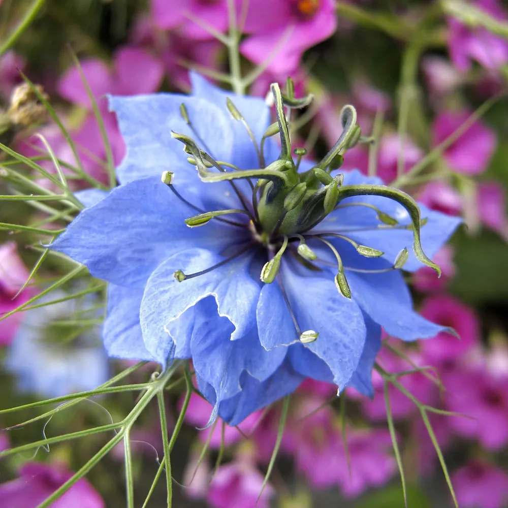 VEGSOW Love in a Mist Seeds - Blue Nigella Damascena Flower Seeds