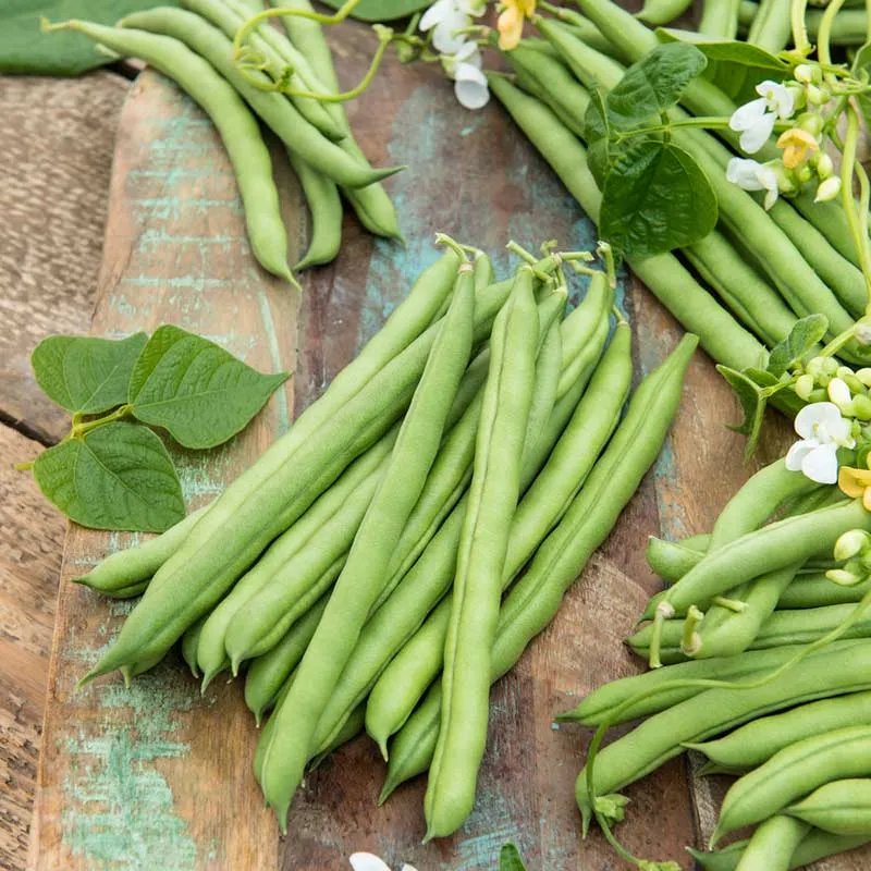 VEGSOW Blue Lake FM1K Pole Bean Seeds - High-Yield Heirloom Variety