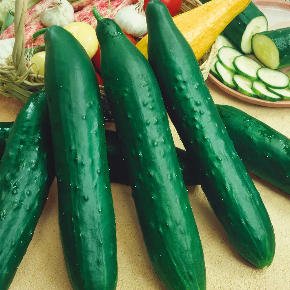 VEGSOW Sweet Success Cucumber Seeds - High Germination Vegetable Seeds