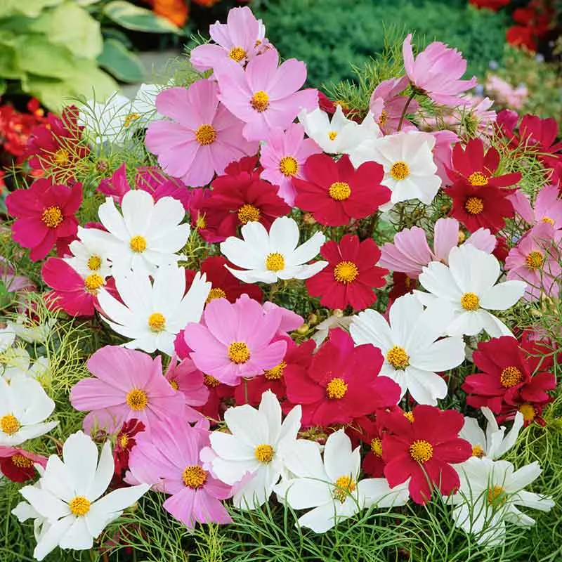 VEGSOW Wild Cosmos Seeds - Sensation Mix