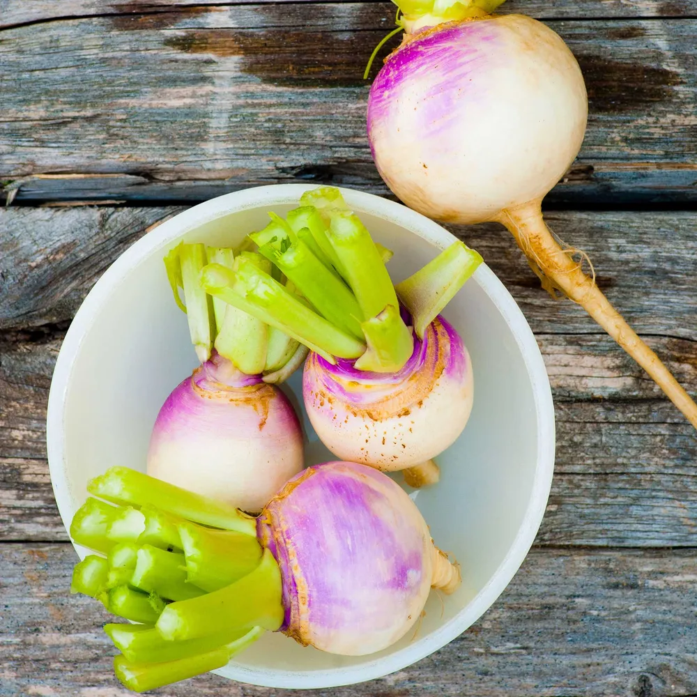 VEGSOW Purple Top White Globe Turnip Seeds