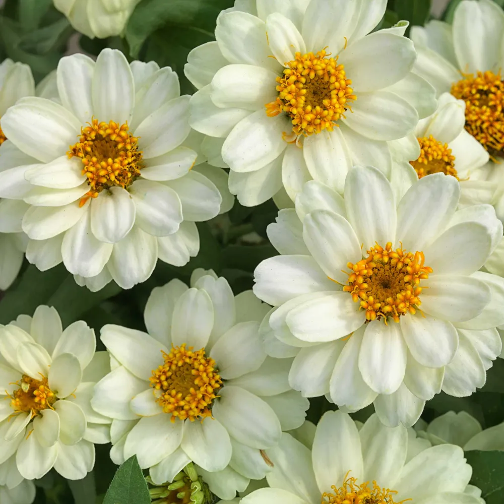 VEGSOW Profusion Double White Zinnia Seeds - Heat-Tolerant Annual Flower Seeds