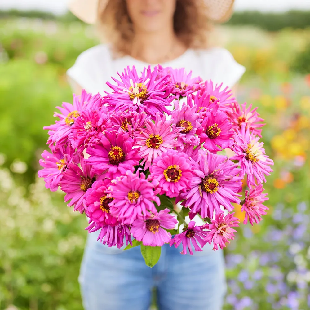 VEGSOW Super Cactus Lilac Emperor Zinnia Seeds - Tall Heirloom Flower Seeds