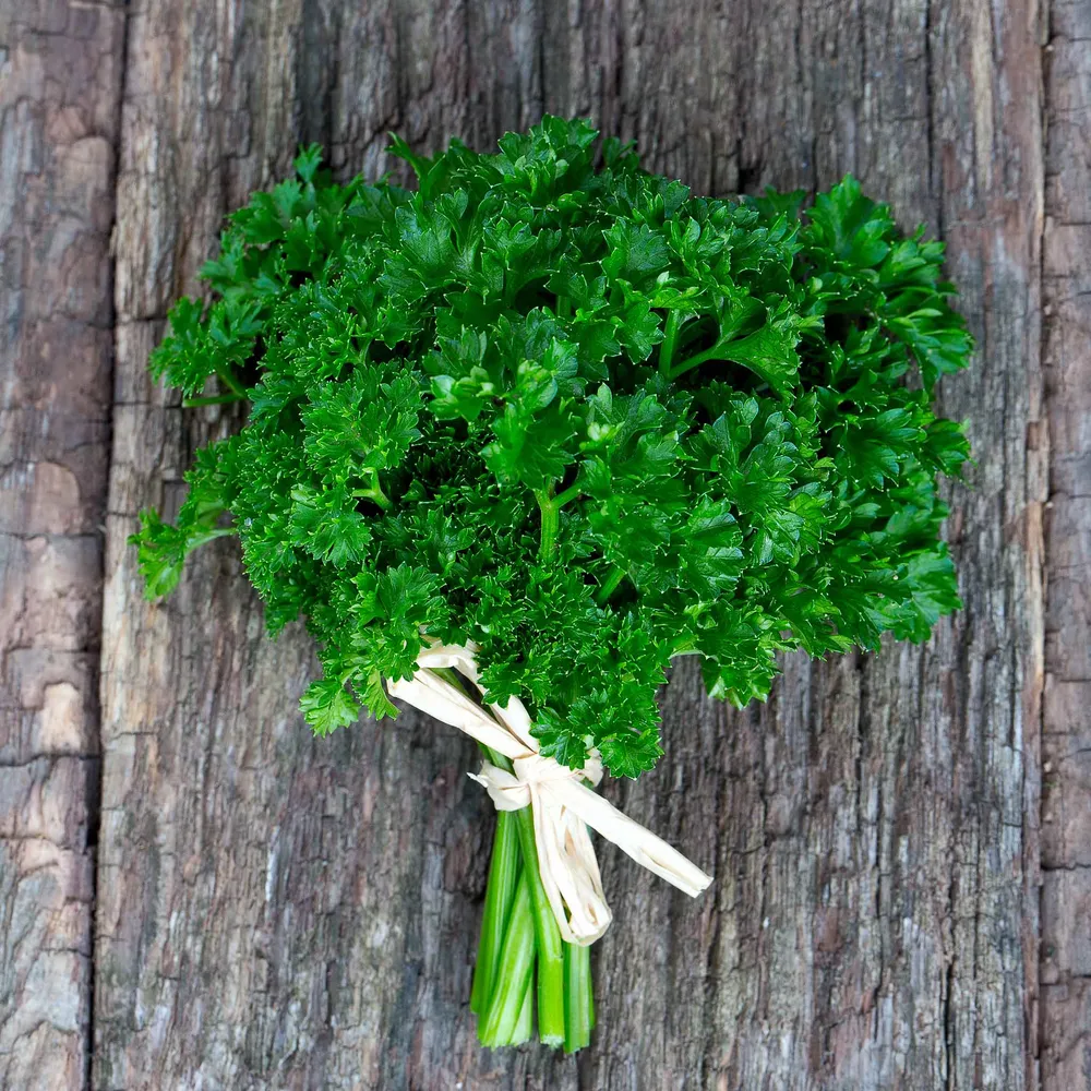 VEGSOW Organic Curled Parsley Seeds - Heirloom Non-GMO Herb Seeds